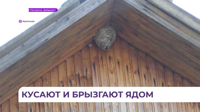 Нашествие шершней в Приморье: Как бороться с опасным насекомым