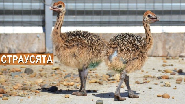 Как содержать страусят? Молодняк страусов. Ферма Страус Юг. КФХ Быстрицких.