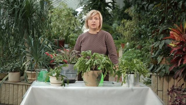 Как ухаживать за декабристом: советы профессионала