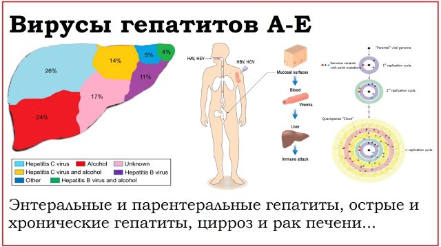 58. Вирусы гепатитов A-E