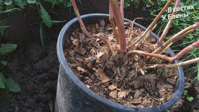 ЛУЧШИЙ СПОСОБ УКРЫТИЕ КРУПНОЛИСТНОЙ ГОРТЕНЗИИ. ГОРТЕНЗИЯ В ГОРШКЕ ЗИМОВКА.