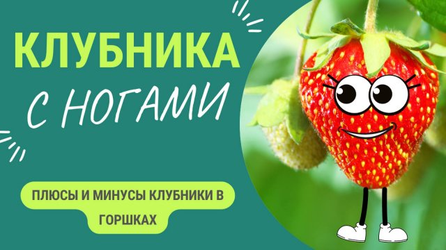 Плюсы и минусы выращивания клубники🍓 в горшках