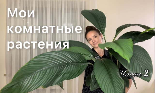 ОБЗОР | Аглаонемы | Фикусы | Тилландсия | Алоказия | Филодендрон | Спатифиллум | 2 часть