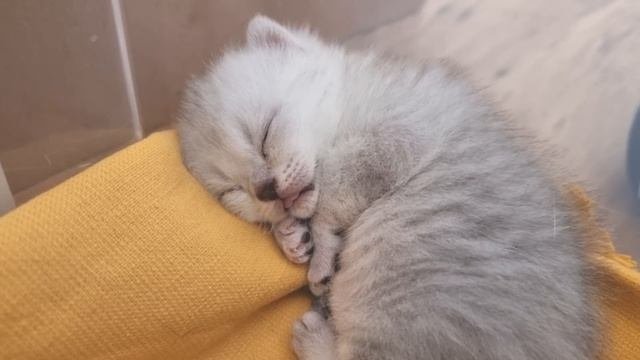 Милая мама кошка и ее 2-х недельный котенок