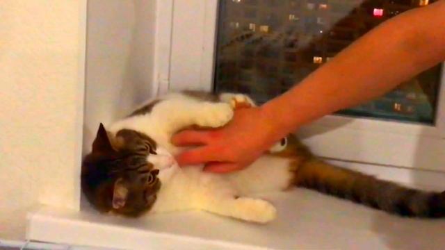 ДОМАШНИЕ ЖИВОТНЫЕ-ЭТО УСАТОЕ СЧАСТЬЕ
