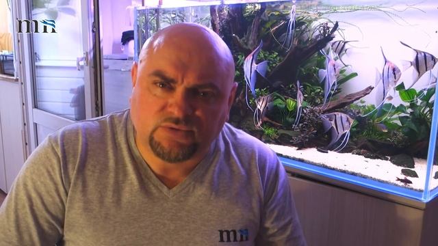 Аквариум. Декорации в аквариуме. Добрые советы новичкам.