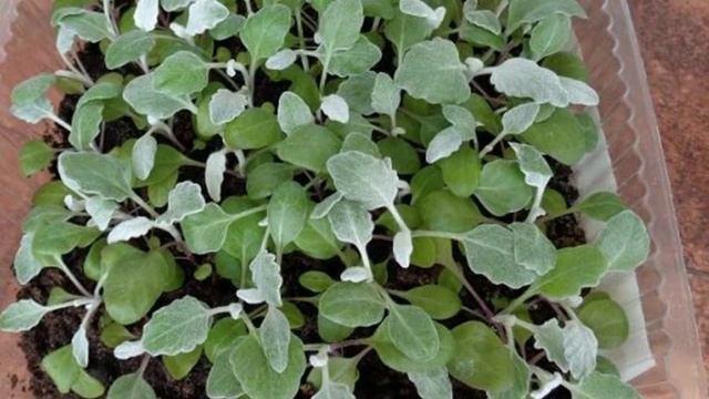 Когда сажать Цинерарию на рассаду, как сеять и ухаживать за мелкими Всходами