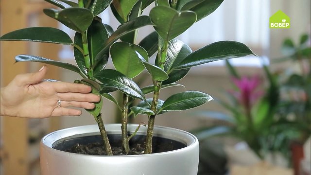 Фикус Эластика Робуста. Как правильно ухаживать и пересадить. Пересадка фикуса в домашних условиях