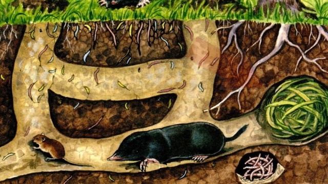 Обыкновенный КРОТ (Talpa). Интересные факты из жизни подземного хищника