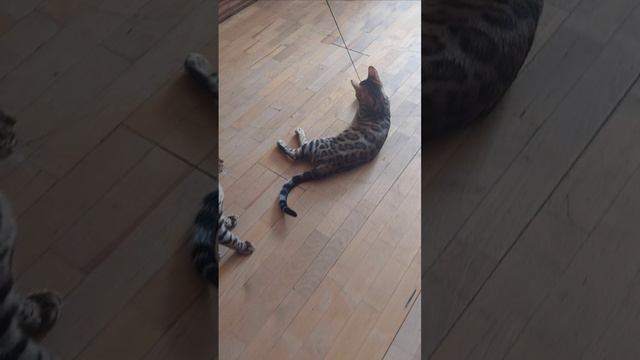 20240903_124116.mp41725377637884