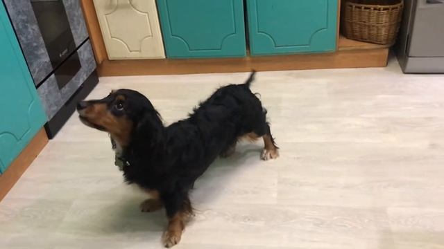 КАКИМ КОМАНДАМ МОЖНО НАУЧИТЬ ТАКСУ??