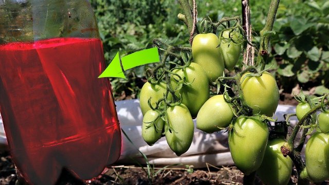 Новое средство от фитофторы на томатах! Грибок погибает в мгновение ока! Консенто от фитофторы!
