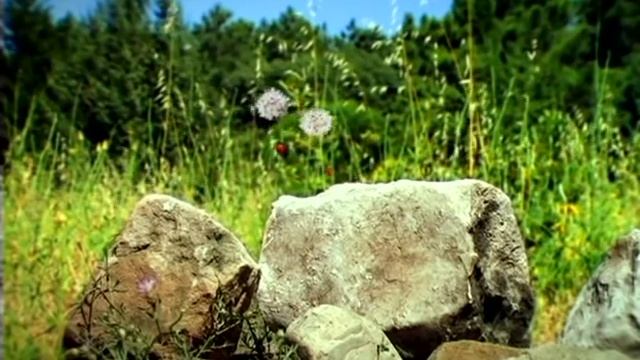 Божья коровка мультик