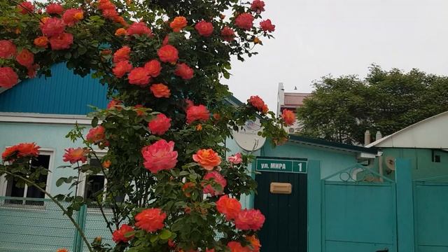 Просто ФЕЕРИЧЕСКОЕ??? Цветение плетистой розы ДЕКОР АРЛЕКИН (вроде?) цветёт просто на улице Красотк