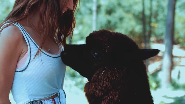 Alpaca llama-Cute and Adorable Baby Alpacas 4k