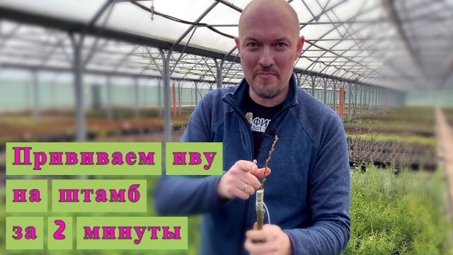 Как привить иву на штамб за 2 минуты