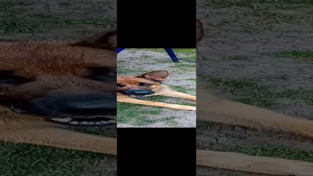 школа собак