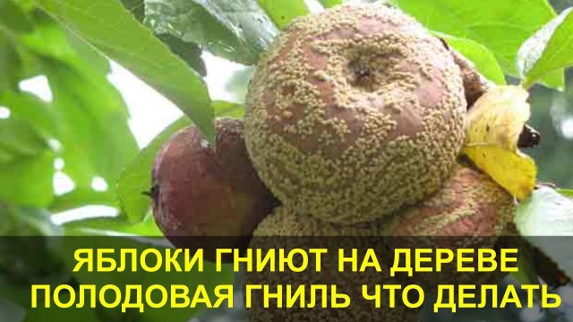 Гниют Яблоки на Дереве. Плодовая Гниль - Монилиоз, что Делать как Лечить? Как избавиться от гнили?