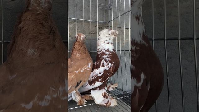 video_1839545322135.mp4