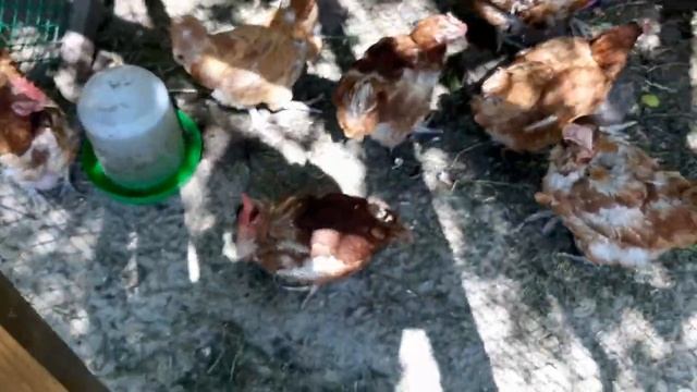 Куры несушки на дачном участке: уход за курами несушками. Содержание кур
