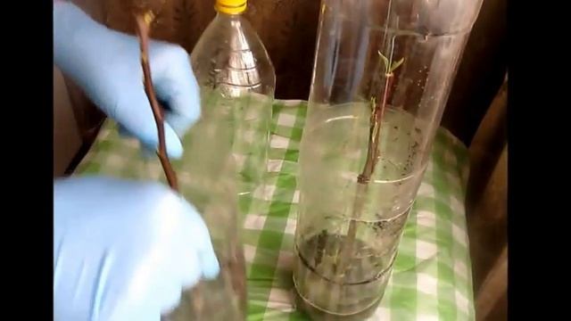 Как вырастить из черенка саженец.