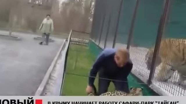Возвращение в вольер СБЕЖАВШЕГО ЛЕОПАРДА! Тайган .Крым