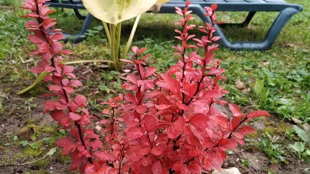 БАРБАРИС ТУНБЕРГА ЭРЕКТА - СОЗДАЕМ ЯРКИЙ ОСЕННИЙ САД