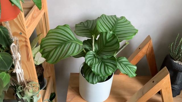 Калатея Орбифолия. Самое капризное растение!? Или нет?