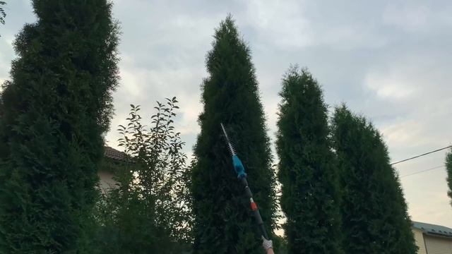 ?СТРИЖКА ТУИ ✂️инструкция✅Как правильно стричь тую ❓❗️Ответы на вопросы