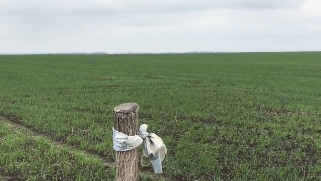 Сульфат аммония или аммиачная селитра, что лучше под пшеницу
