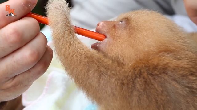 ЛЕНИВЕЦ против ЛЕНИВЦА / Койот Питерсон на русском
