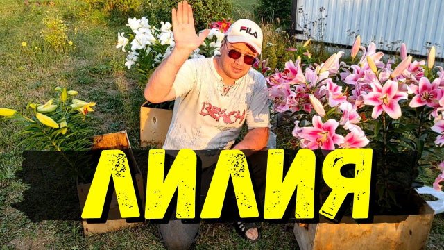 Новый БИЗНЕС в деревне - выращивание ЛИЛИЙ || Везу цветы на рынок #25