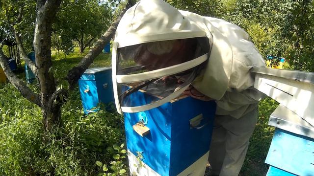 Осень на Пасеке: Узко-Высокие Рамки с Расплодом в Улье Василия Приятеленко