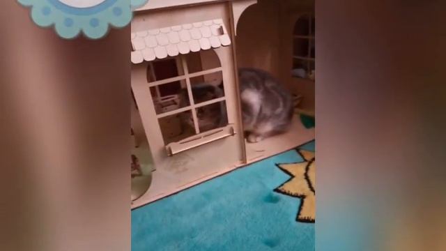 Тайная жизнь домашних животных!!!