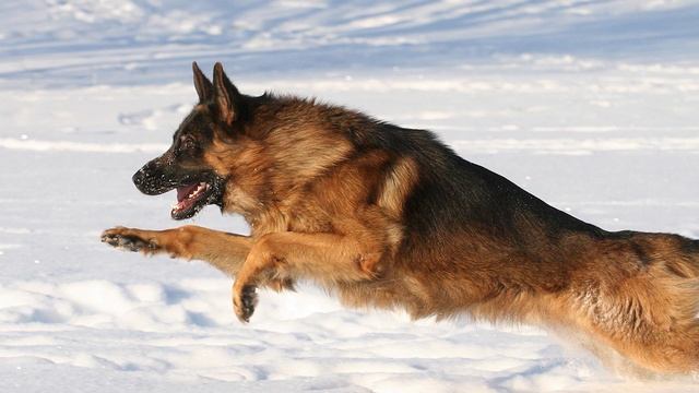 Немецкая овчарка | 5 удивительных фактов