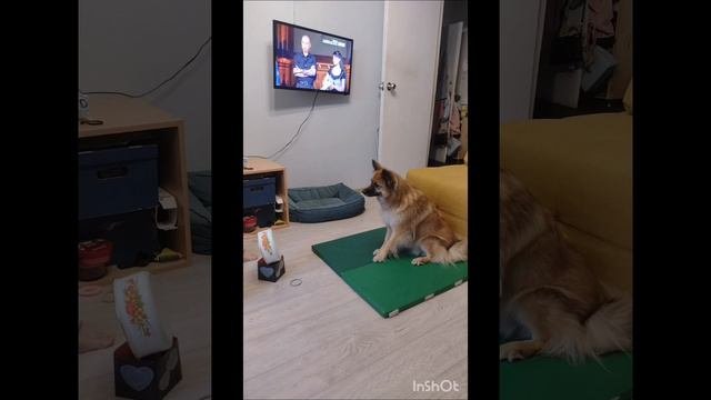 Лиса-колбаса