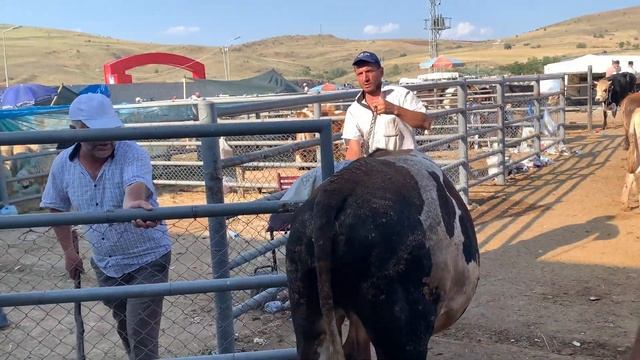 ЖЕРТВОПРИНОШЕНИЕ В ТУРЦИИ?Праздник Курбан Байрам/Особенности праздника