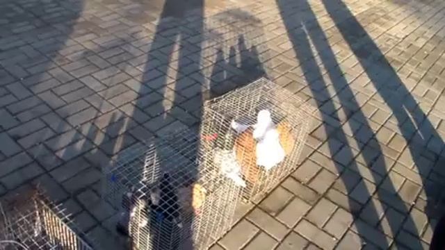 ЯРМАРКА ГОЛУБЕЙ ДОНЕЦК!