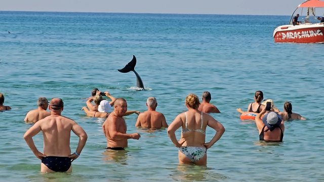 #Анапа ДЕЛЬФИНЫ УСТРОИЛИ ШОУ В ВИТЯЗЕВО. ТАКОГО МОРЯ Я НЕ ВИДЕЛ НИКОГДА. БАРХАТНЫЙ СЕЗОН В РАЗГАРЕ.