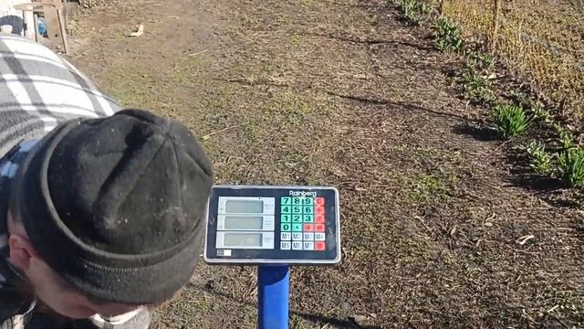 Как узнать живой вес свиньи без весов? 3 метода определения. Обмер свиньи. Свиноводство.