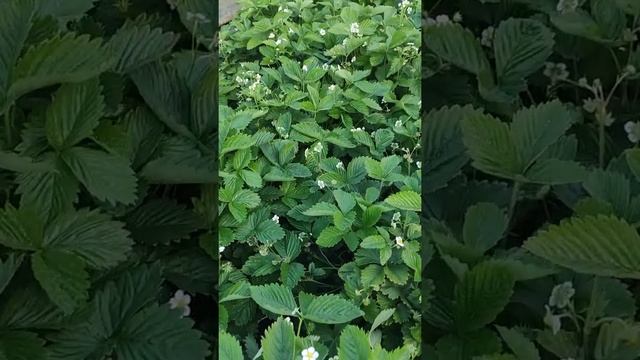 Дачная поляна земляники #shorts