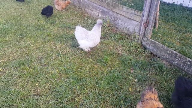 Китайские шелковые куры. Мой опыт. История.