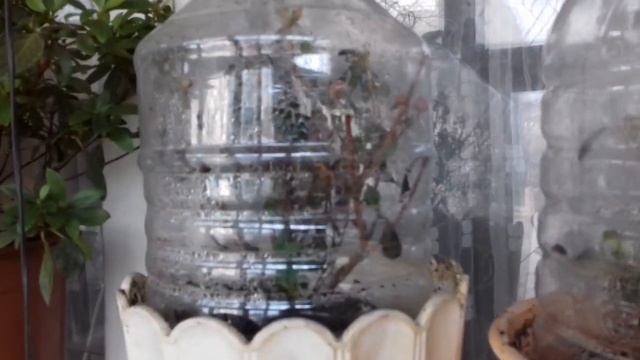 Купил гардению