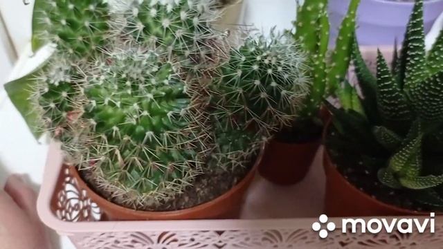 Комнатные цветы. Обзор комнатных цветов на кухне.