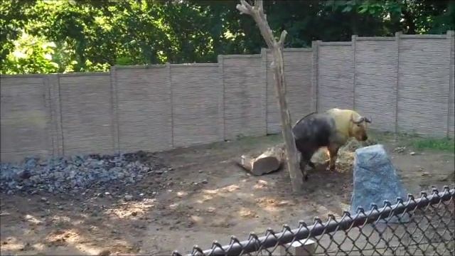 Takin Explore New Exhibit at Peoria Zoo