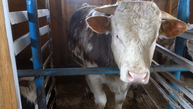 Мочевина в рационе бычков. Стимулятор роста или яд.