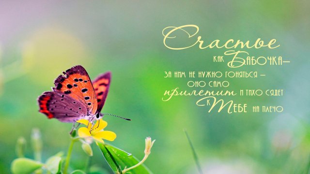 Все ищут СЧАСТЬЕ — Роберт Адамс & NikOsho