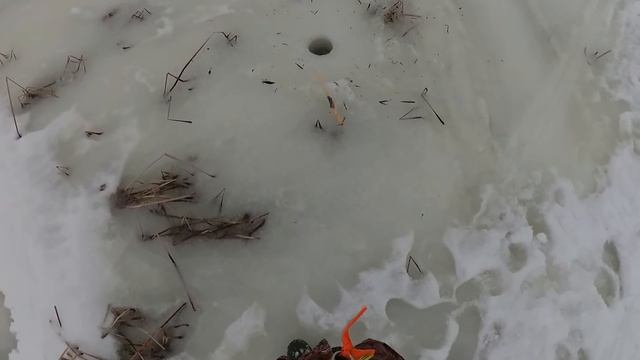 КАК ЛОВИТЬ КРУПНОГО ОКУНЯ ЗИМОЙ !!! ЛОВЛЯ ОКУНЯ НА ЧЕРВЯ .зимняя рыбалка. ЛОВЛЯ ПОСТАВУШКАМИ.