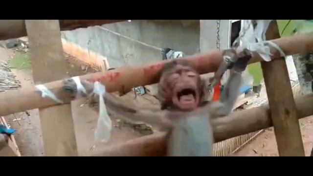 YouTube Monkey Torture : HurtCore