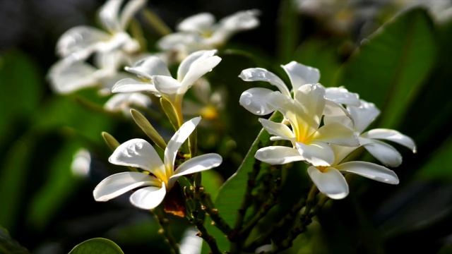 Что Делать, Чтобы Плюмерия Шикарно Цвела? / 5 Секретов По Уходу За Плюмерией